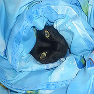 Кот завёрнутый в теплое одеяло