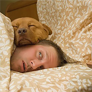 Весёлое фото с собакой на подушке
